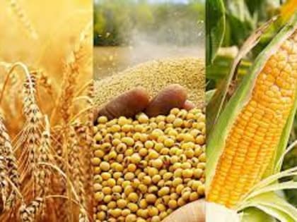 Мировой рынок зерна: пшеница выросла, кукуруза и соя снизились на фоне волатильности банковского сектора