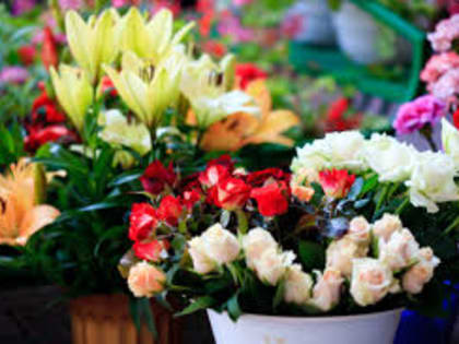 Россия перед 1 сентября импортировала цветов почти на 46 миллионов долларов