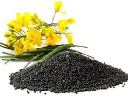 Мировое производство рапса вырастет за счет спроса на биотопливо