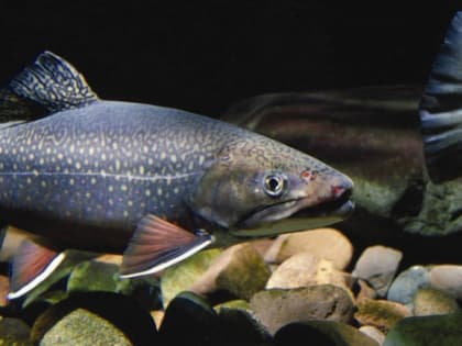 В Приморье производство форели за год увеличилось в 53 раза