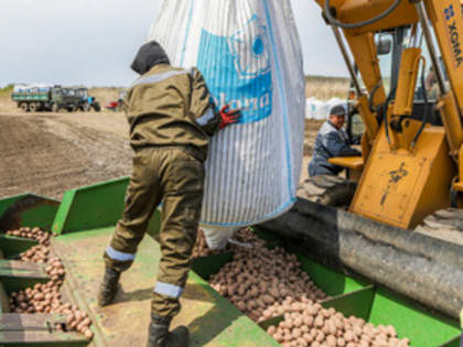 В этом году больше всего картофеля посажено в Уссурийске