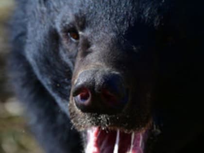 В Приморье мужчина пережил нападение медведя и с переломами сам добрался до врачей