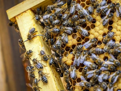Останемся без меда? В Приморье подтверждено наличие возбудителя опасного заболевания пчел
