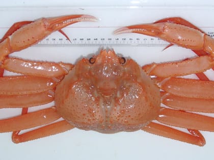 Доли квот глубоководных крабов остались без покупателей