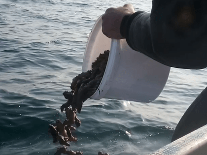 Жителя Приморья оштрафовали на 4,4 млн рублей за хранение 3287 особей трепанга