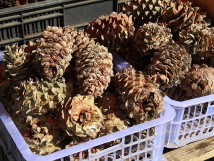 Решение принято. Экспорт неочищенных кедровых орехов обложат пошлинами