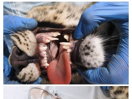 Спасённый в Приморье леопард увеличил вес почти в четыре раза — фото