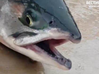 Россия полностью обеспечена рыбной продукцией, заявил глава Росрыболовства