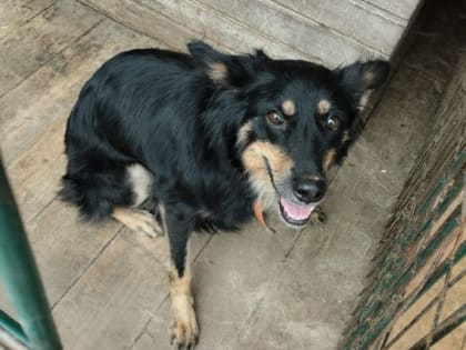 Правила выгула собак в Находке