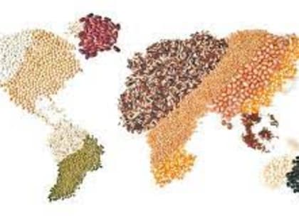 Мировой рынок зерна: пшеница в Чикаго выросла в цене, кукуруза и соя подешевели во вторник