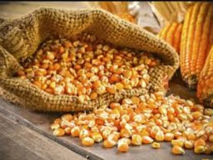 Мировой рынок зерна: пшеница, кукуруза и соя закрылись снижением в четверг из-за улучшения погоды