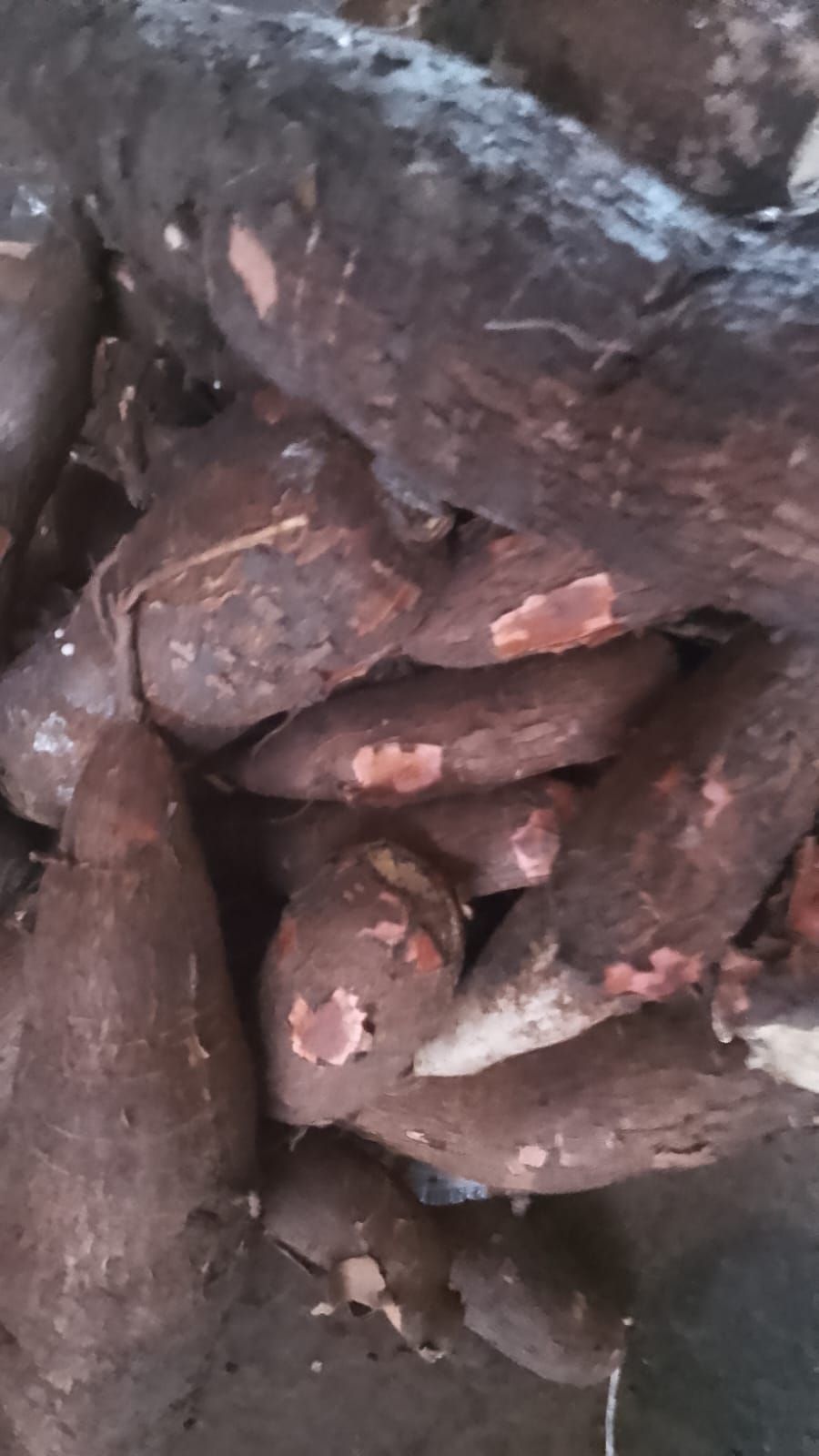 Tubérculos y Plátano