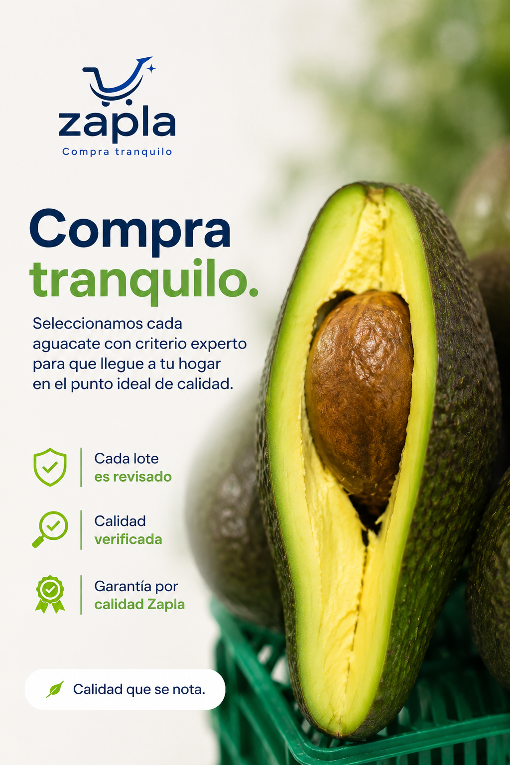 Aguacate Criollo Seleccionado