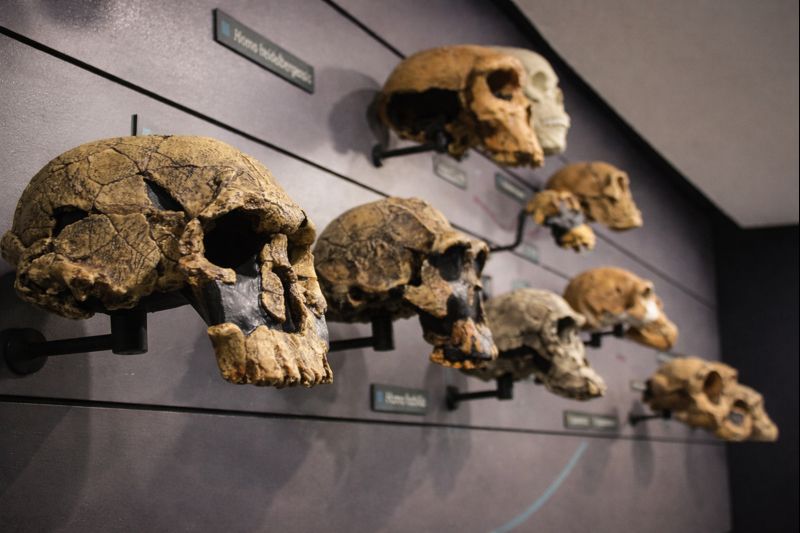 Natural History Museum 5