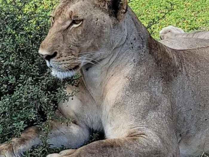 A day trip safari to mikumi from zanzibar 