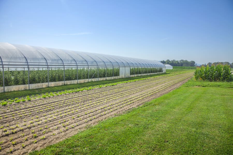 Greenhouse fields supporting sustainable food production