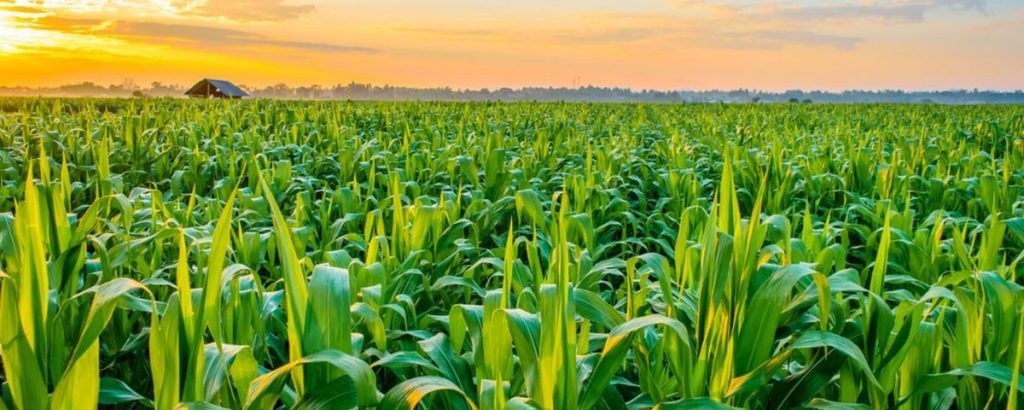 5 Reasons Why You Should Invest In Nigerian Agriculture