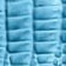 Blue Teju