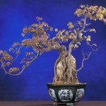 Bonsai tree