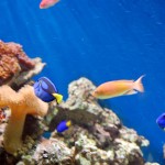 Coral reef
