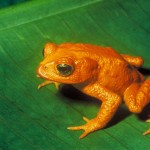 Golden toad