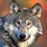 Gray Wolf