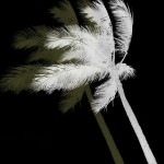Palm Tree