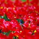 Red tulips