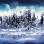 Snowy trees