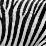 Zebra Texture