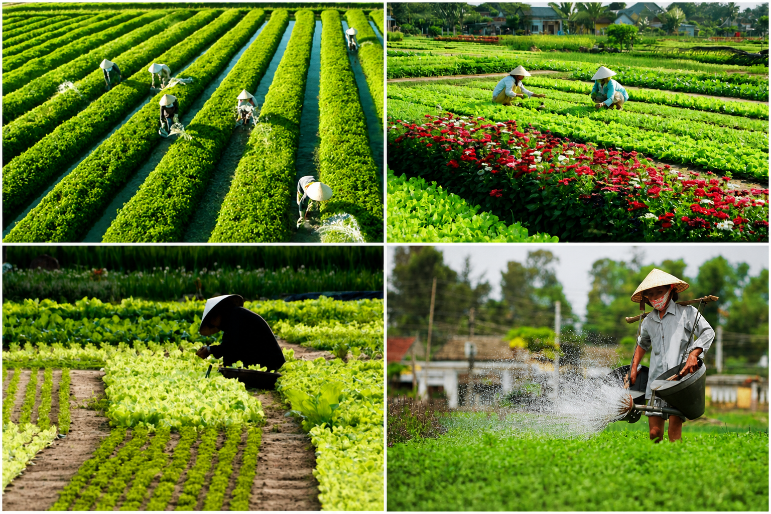 Collage of farmers tending to lush green fields, harvesting crops, and watering plants. Agricultural labor, organic farming, and fresh produce.