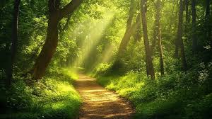 Forest Path