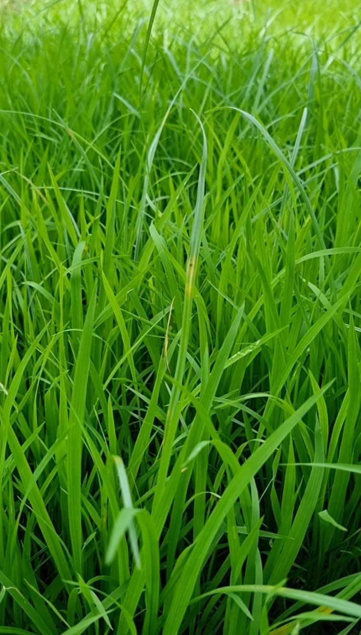 Maralfalfa en gros plan