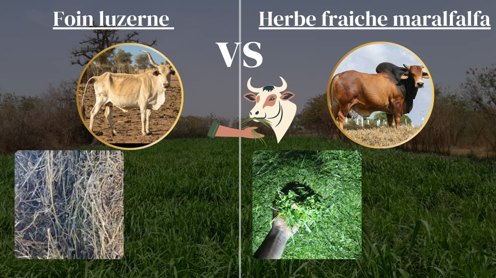 Comparatif : herbe fraîche de maralfalfa vs foin de luzerne