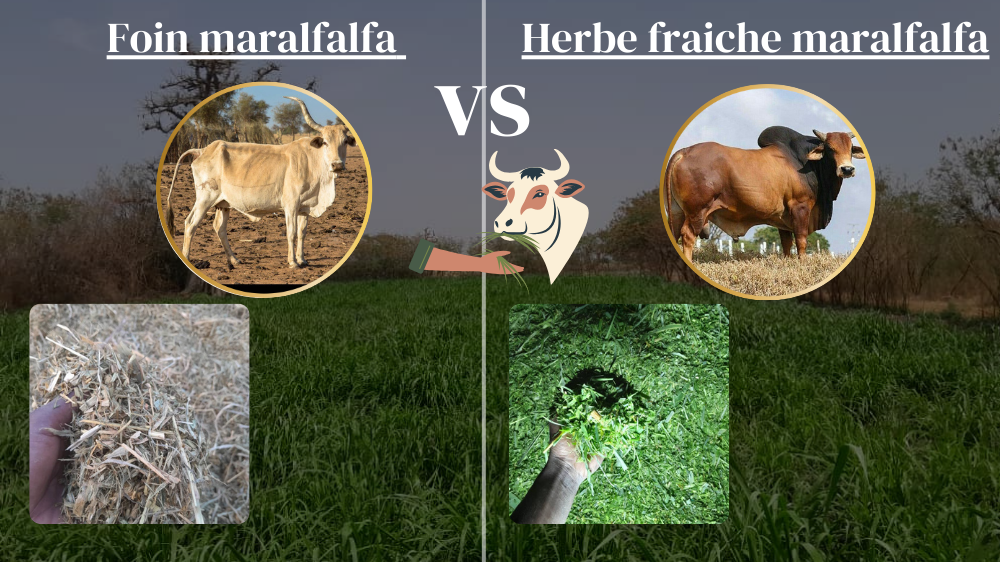 Comparatif : herbe fraîche de maralfalfa vs foin de maralfalfa