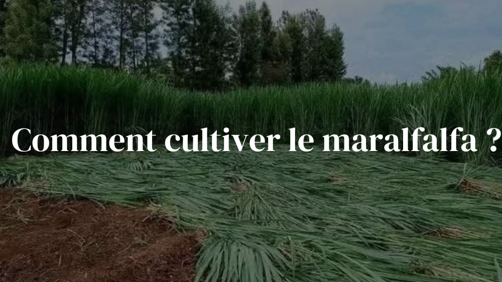 Comment cultiver le maralfalfa ?