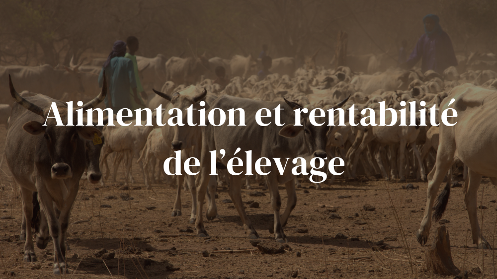 Alimentation et rentabilité de l’élevage