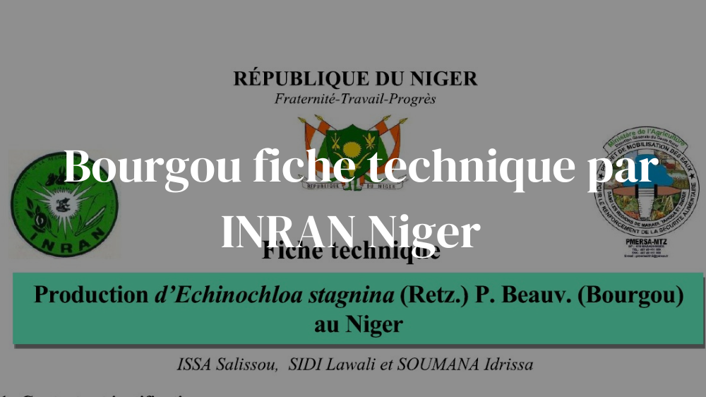 Plante bourgou fiche technique par INRAN Niger