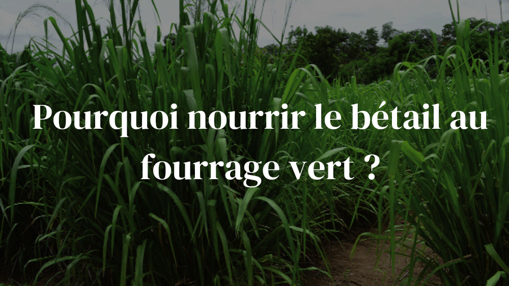 Pourquoi nourrir le bétail au fourrage vert ?