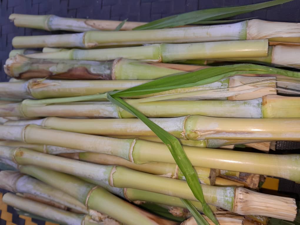 Vue detaillee de Bouture maralfalfa - Prete a planter