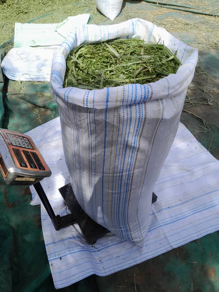 Vue detaillee de Sac maralfalfa frais 40 kg - Fourrage vert