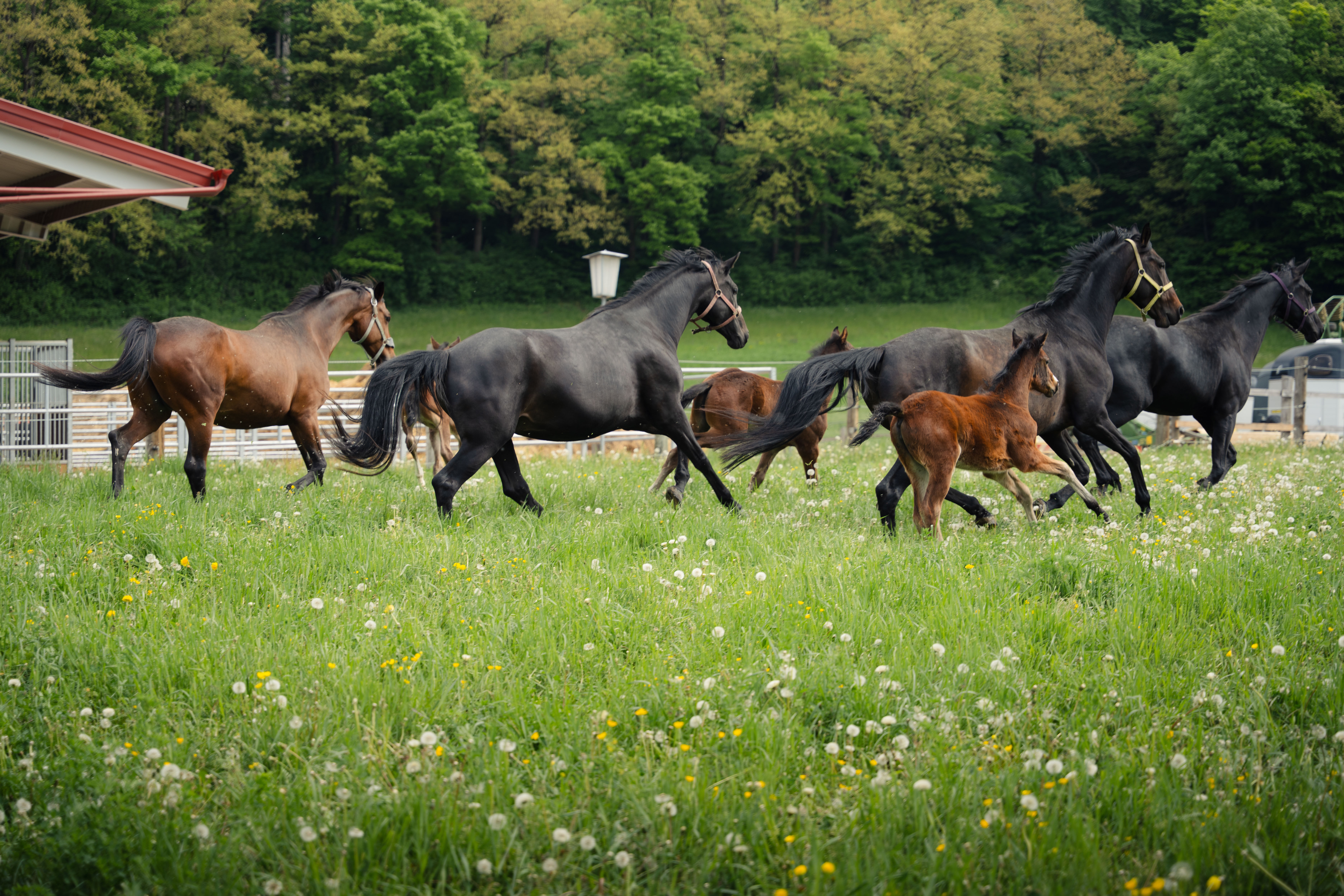 Young horses moving together at the Gestüt Winter breeding farm