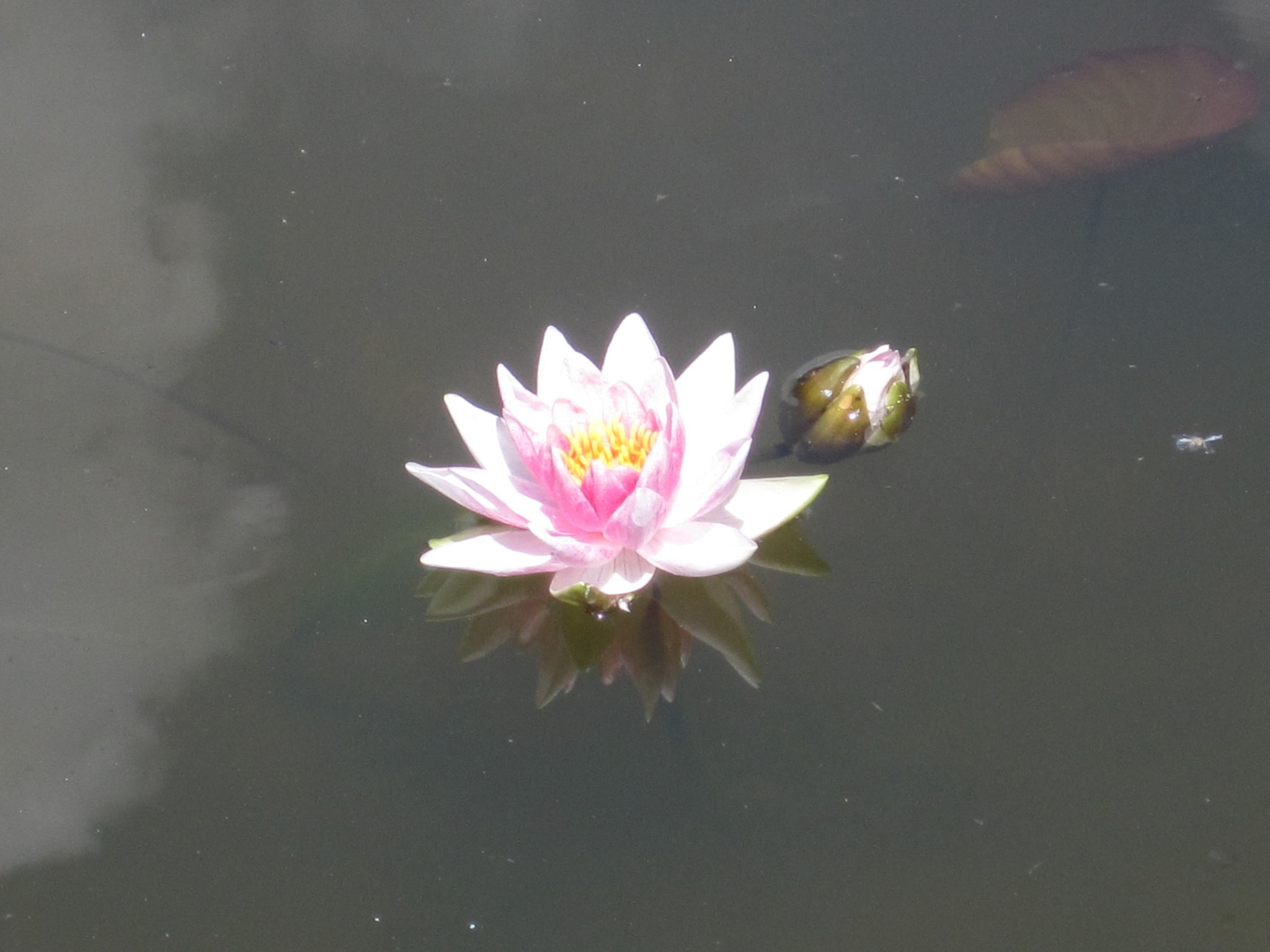 Flor de lotus