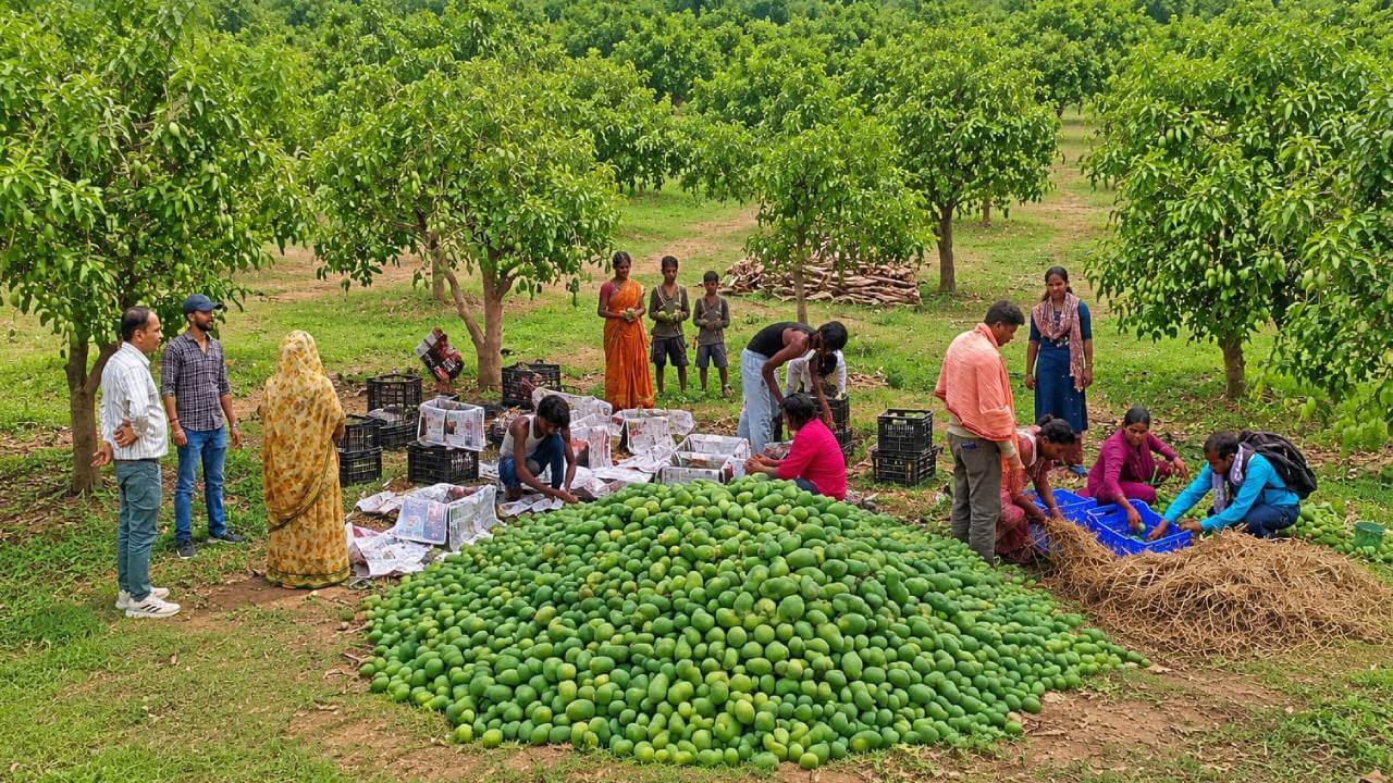 झारखंड के आम पहुंचे लंदन, महिला किसानों ने रचा नया इतिहास