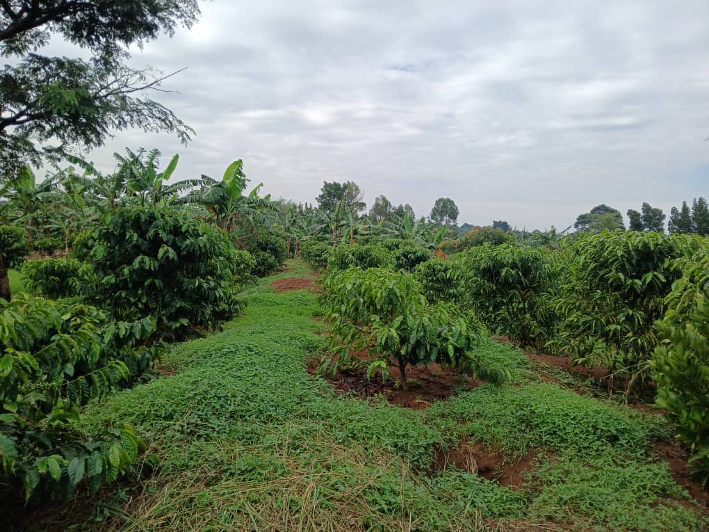 Integrated farming operations at Lens Organics