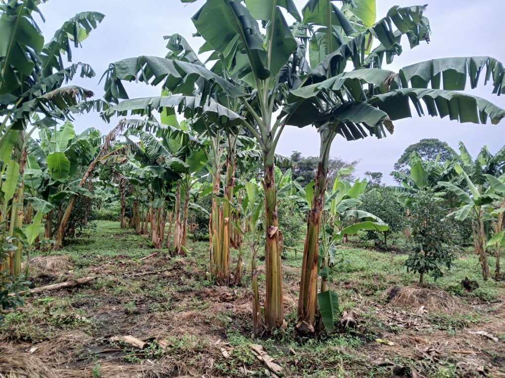 Plantain (Gonja) Farming