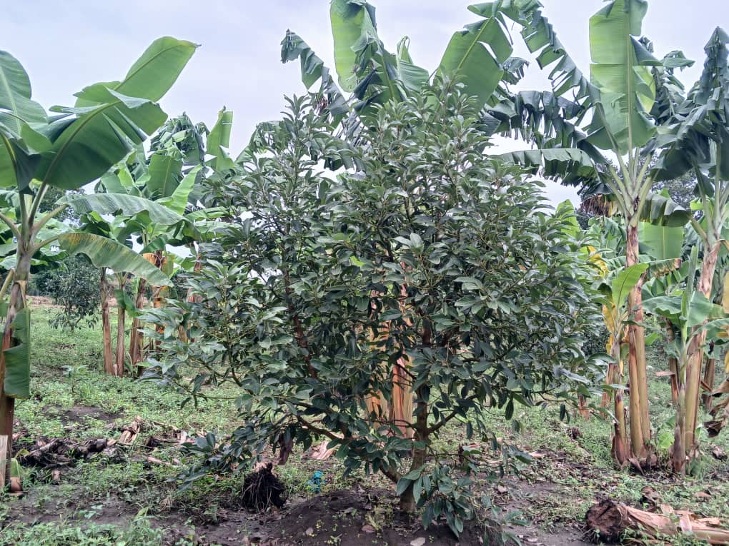 Premium Tree Crops