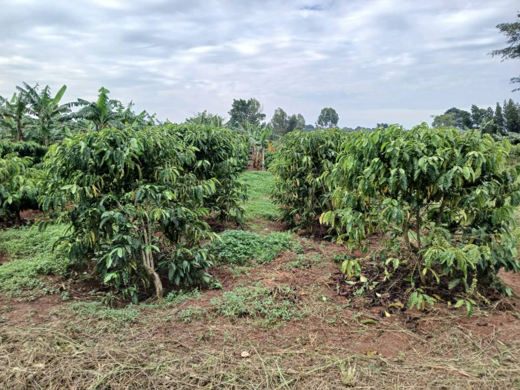 Premium Tree Crops