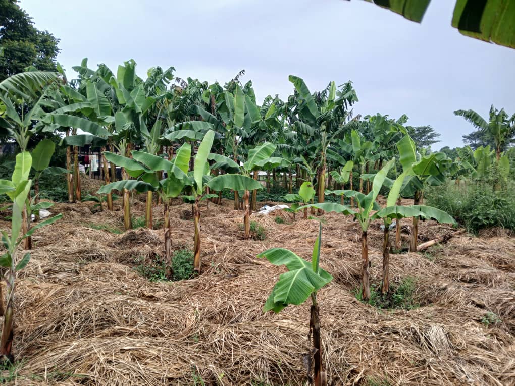 Plantain (Gonja) Farming