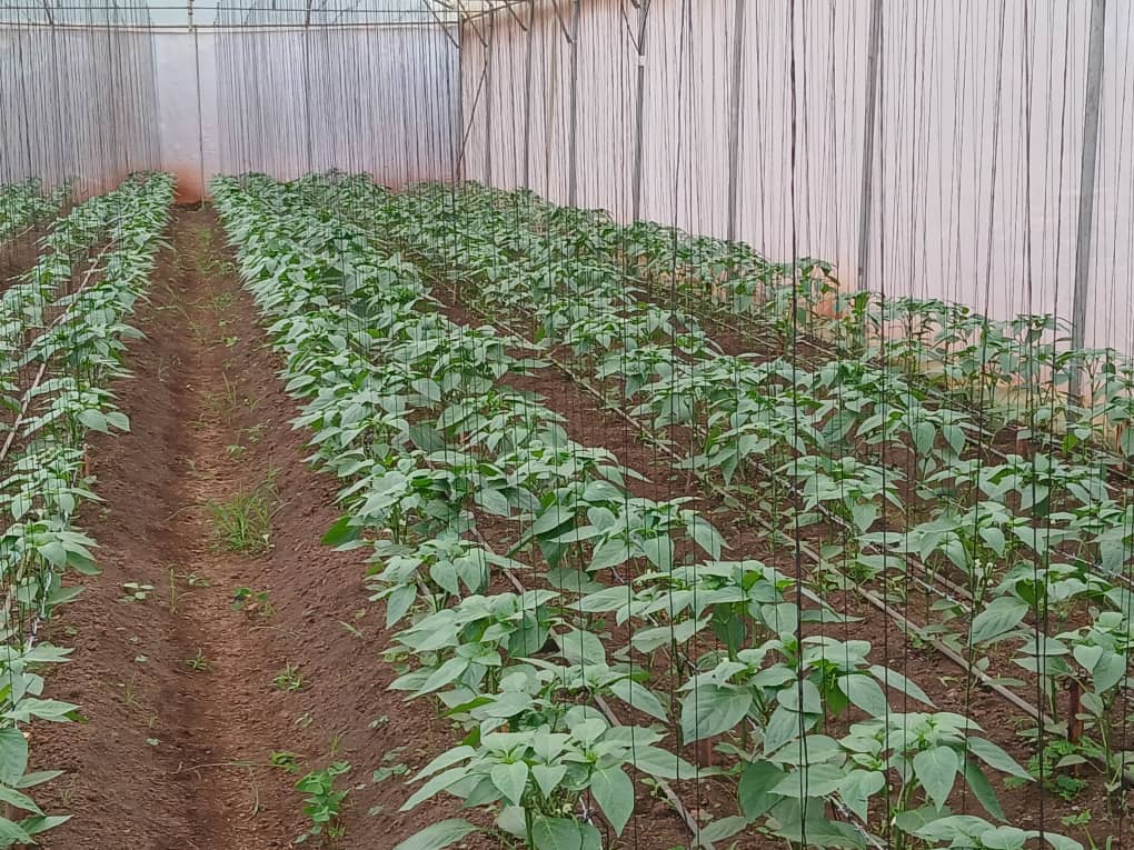 Oatmeal Production